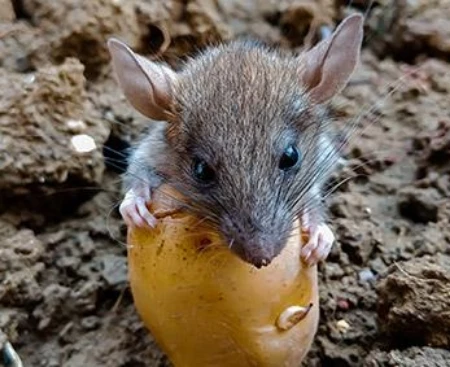 szczur z ziemniakiem